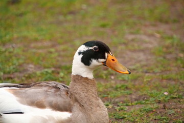 Birds, swans, ducks, sparrow