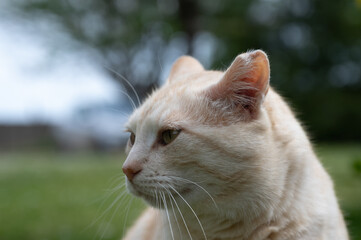 Chat
