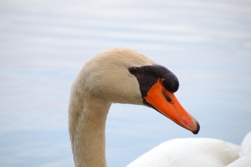 Birds, swans, ducks, sparrow