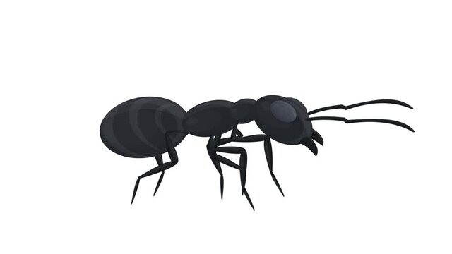 Ant. Insect ant animation, alpha channel enabled. Cartoon.... Ant. Animation of an insect ant. Cartoon