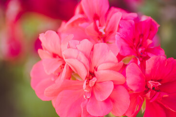 Obraz premium Pink flower
