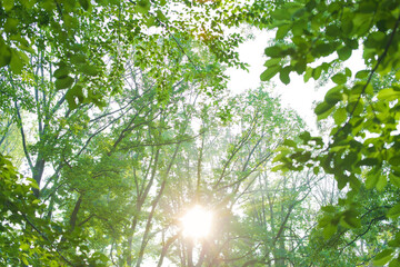Fototapeta premium sunshine tree