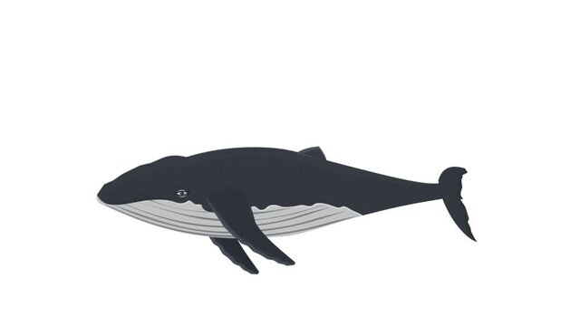 Whale. Marine animal animation, alpha channel enabled. Cartoon