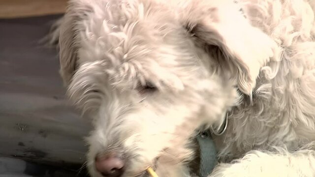 Dog Licking Lollipop at Home. Close Up.