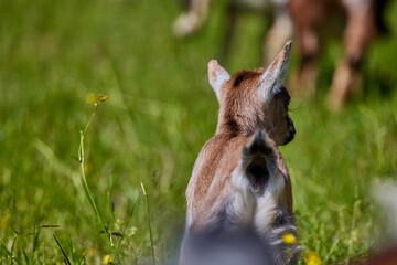 Baby goat in green grass