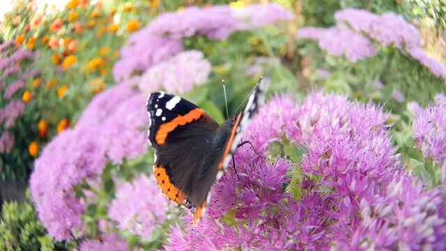 Nice butterfly on a flower takes off. Filmed with fisheye lens in slow motion