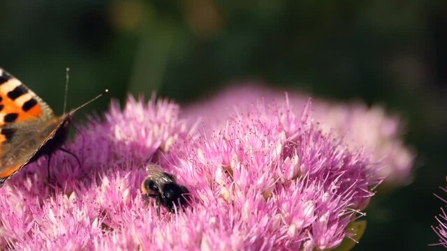 Butterfly and bumble bee on a flower