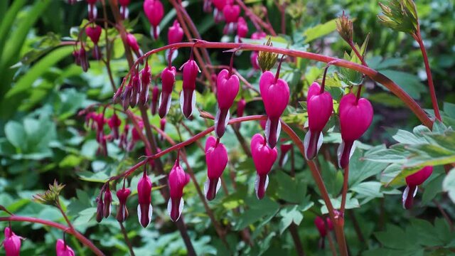 Bleeding heart flower. The beauty of the flower garden. Traditional ornamental plant