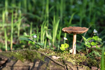 Mushroom grows on mossy stump on green grass background
