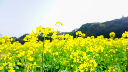 菜の花