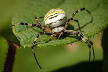 Yellow black wasp spider insect