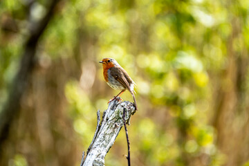 Red Robin, red breast bird visiting a garden in Ireland