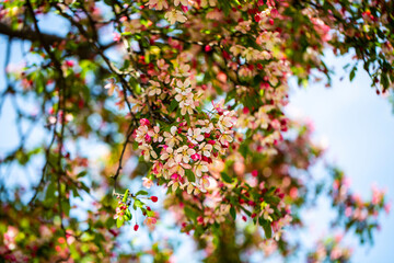 Frühling im Westpark