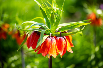 Crown Imperial Fritillaria Imperialis