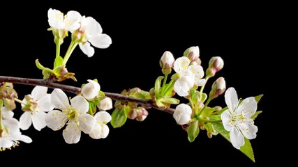 4K Time Lapse of blooming white Cherry flowers on black background. Spring timelapse of flowering flowers on branches Cherry tree.