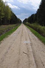 Straight dirt road through the thick wild forest in Europe with beautiful clouds and fresh green grass and leaves on trees