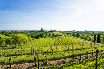 Fototapeta na wymiar Green vineyard hills pattern in June, Aquila del Torre, Udine Province, Friuli Venezia Giulia