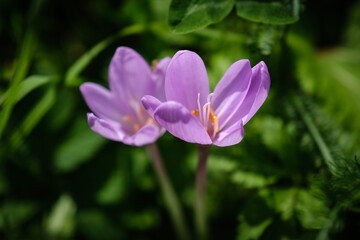 Beautiful violet autumn crocus flower