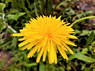 yellow dandelion flower