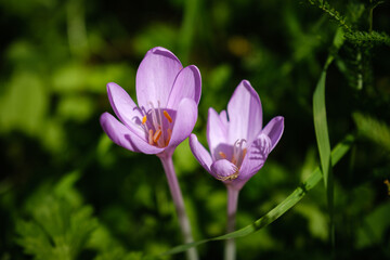 Fototapeta premium Beautiful violet autumn crocus flower
