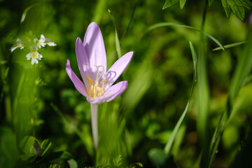 Fototapeta premium Beautiful violet autumn crocus flower
