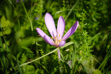 Beautiful violet autumn crocus flower