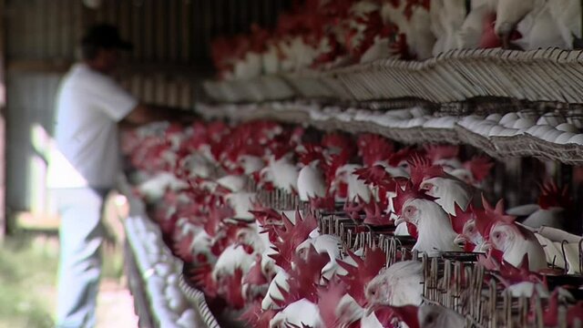 Poultry Farm, White Chickens in Open-air Cages in Buenos Aires Province, Argentina.