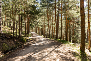 Hiking trail in the Barranca area in Navacerrada, Madrid, Spain