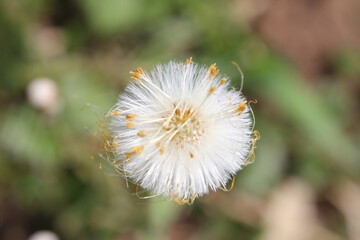 the faded coltsfoot flower is ready to part with the seeds