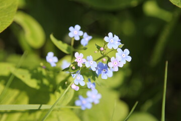 blue forget-me-not flowers among green leaves
