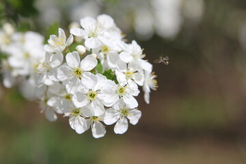 the bee pollinates the cherry blossoms