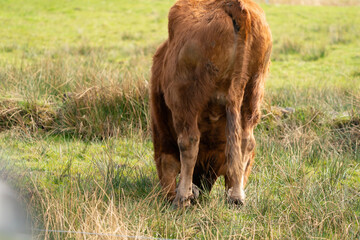 Red angus cow tries to get up in green Dutch meadow. Seen from b - obrazy, fototapety, plakaty