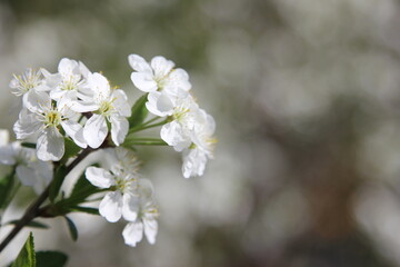 a sprig of cherry blossom