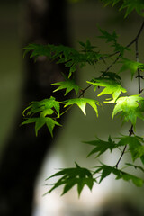 京都大原三千院参道の新緑