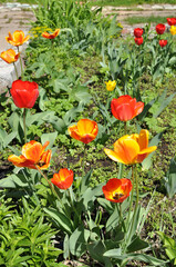 Tulips are red and yellow. Flower bed with blooming flowers.