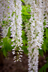 Ashikaga Flower Park 