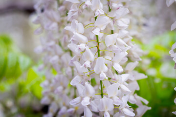 Ashikaga Flower Park 