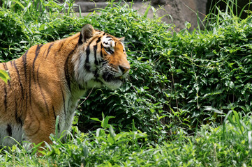 カッコいい動物　アムールトラ