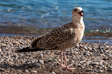 Junge M&ouml;ve am Strand
