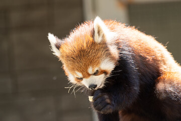 レッサーパンダ