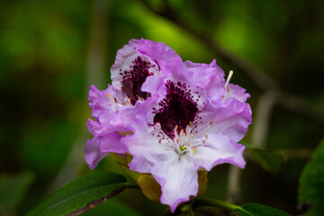 Ashikaga Flower Park 