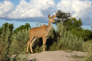 The greater kudu (Tragelaphus strepsiceros), an adult female large African antelope standing on a stone with a blue sky over its head.A young female large African antelope. - obrazy, fototapety, plakaty
