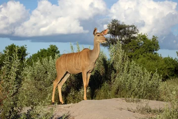 Fotobehang De grotere koedoe (Tragelaphus strepsiceros), een volwassen vrouwelijke grote Afrikaanse antilope die op een steen staat met een blauwe lucht boven zijn head.A jonge vrouwelijke grote Afrikaanse antilope. © Karlos Lomsky