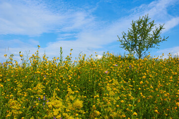 beautiful herbs with wild flowers,tree among a flowering field in the wild in summer