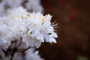 Ashikaga Flower Park 