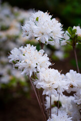 Ashikaga Flower Park 