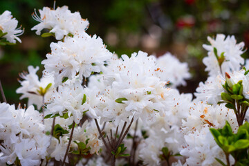 Ashikaga Flower Park 