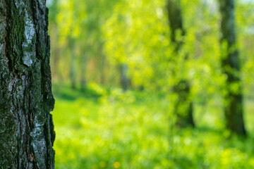 Nature blurred background with birch tree