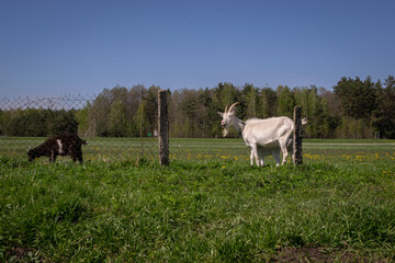 goats graze in the meadow in summer