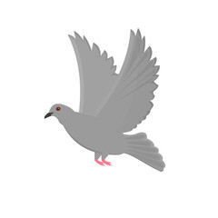 Pigeon. Bird pigeon, vector illustration